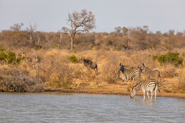 Herd of plains zebra, equus quagga, equus burchellii, common zebra at a waterhole, Timbavati Game Reserve, South Africa.