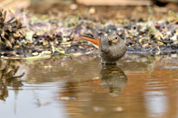 colirrojo tizón hembra (Phoenicurus ochruros) bañándose en el estanque del parque 