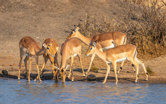 A herd of impala (Aepyceros melampus) at a waterhole, Timbavati Game Reserve, South Africa.
