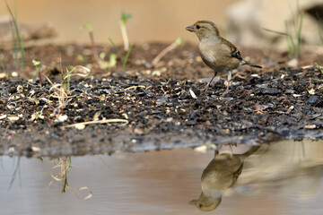 pinzón hembra bebiendo en el estanque, pinzón vulgar (Fringilla coelebs)