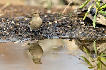 pinz&oacute;n hembra bebiendo en el estanque, pinz&oacute;n vulgar (Fringilla coelebs)