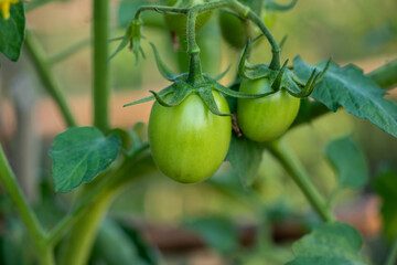 Fresh vine of raw tomatoes with leaves on the tree.
