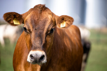 Close up view of an Angus cow enjoying outdoors at the farm.