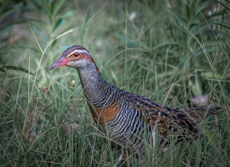Buff-banded rail in the grass
