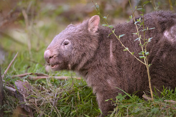 Mangey wombat