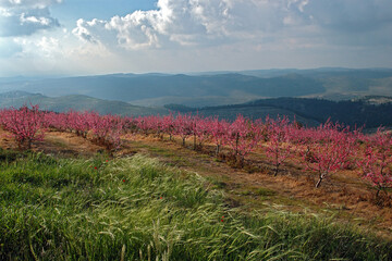 An orchard of pink blossoming peach trees on a mountain hillside in springtime in Israel.