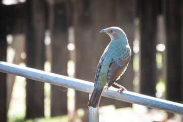 Satin bower bird