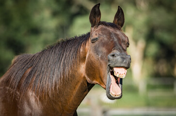 'A horse walked into a bar...'