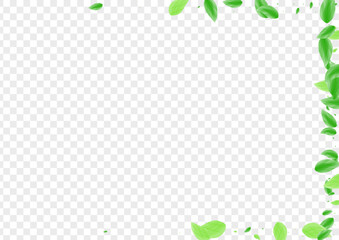 Greenish Leaf Background Transparent Vector. Sheet Decoration Frame. Style Illustration. Light Green Element Card. Greenery Flavor.