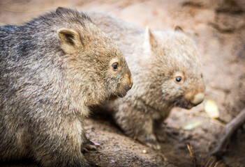 Naklejka na ściany i meble Baby wombats