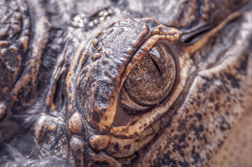 Alligator eye