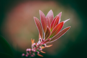 Reddish leaves at the end of a Leucadendron branch framed in artistic vignetting