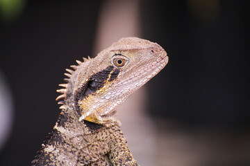 Water lizard dragon macro closeup head
