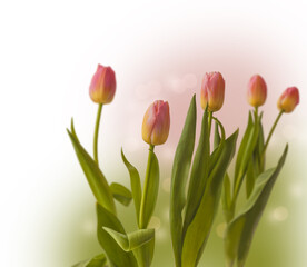 Blurred background of blooming pink Tom Pouce tulips. Selective sharpness.