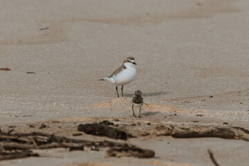 Double-banded Plover with two babies on a beach