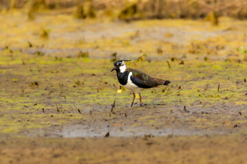 Close up of the northern lapwing (Vanellus vanellus), also known as the peewit or pewit, tuit or tew-it, green plover, or (in Ireland and Britain) pyewipe or just lapwing