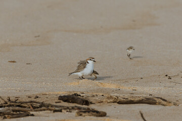 Double-banded Plover with two babies on a beach