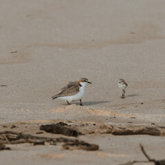 Double-banded Plover with two babies on a beach