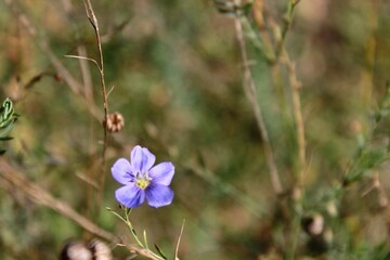 pale blurred background with small blue flax flower