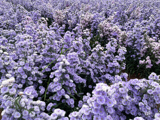 Beautiful view of violet margaret flowers field in garden