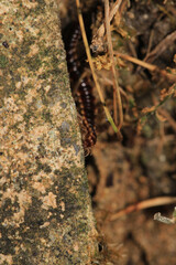 photo in scenic greenhouse millipede