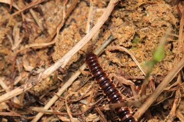 photo in scenic greenhouse millipede