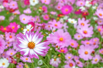 コスモスの花（Cosmos flower）