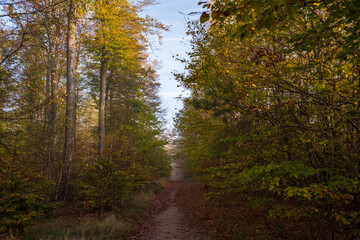 pfad im wald im herbst