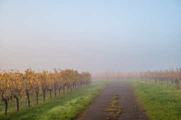 weiberg im herbst, morgennebel