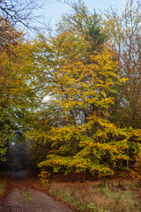 Obraz premium baum im herbst