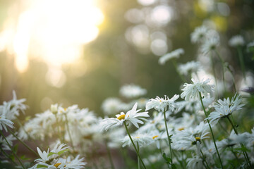 Summer background with chamomile flowers in the rays of the setting sun. There are a lot of white...