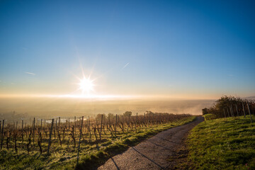 Fototapeta premium sonnenaufgang über dem nebel im weinberg