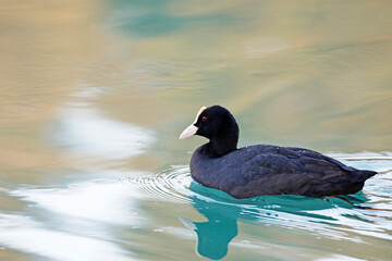 A Eurasian coot (Fulica atra) swimming at the lake Eskibaraj Dam on the Seyhan river in Adana