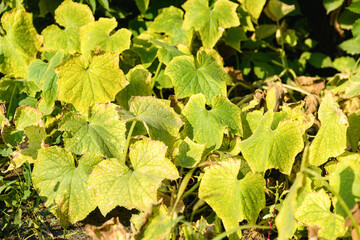 Cucumbers disease: dry burnt leaves. Pest control and cultivation concept cucumber