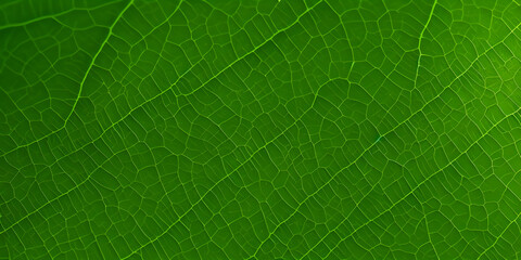 close up of leaf background