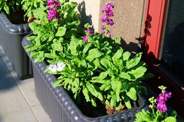 There are several green edible plants and purple flowers in a black pot with a white butterfly perched on it