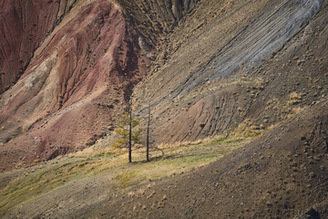 Autumn landscape with larches. Altai