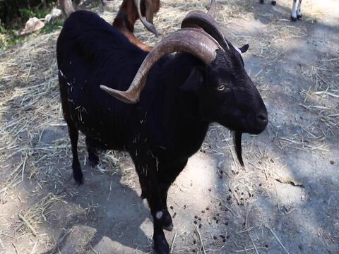black goat with huge horns and devil eyes