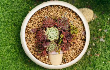Creative idea to decor house plants with succuletns at home