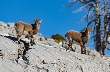 Bouquetin des Alpes (Capra ibex) chevreaux en hiver. Alpes. France