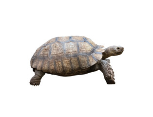 Tortoise, brown shell  There are sizes and patterns according to the nature of the turtle.  A long-lived amphibian reptile, one turtle on a white background.