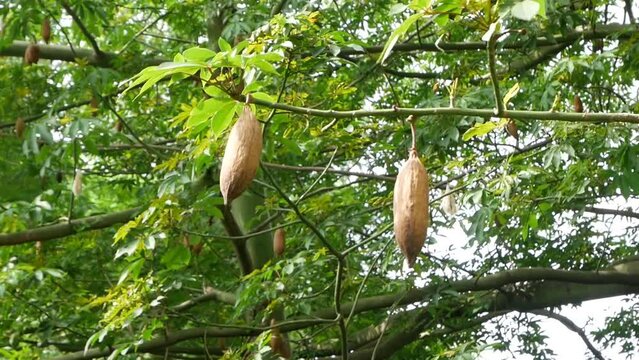 kapok seed tree (ceiba pentandra) in the wind