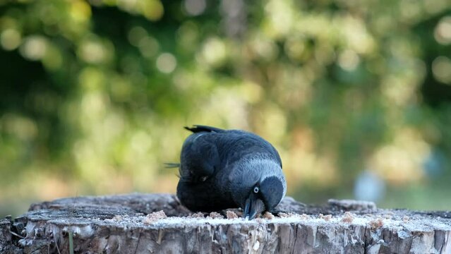 A black bird with a gray neck A European eider pecking at food on an old stump in close-up.