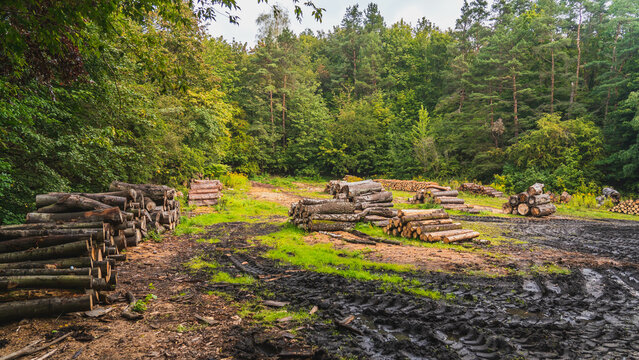 Cut trees in the forest stacked in piles.


