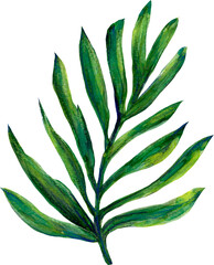 Rainforest botanical leaf  beach jungle tropical party nature elements