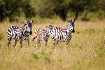 Burchell's Zebra walking and fighting along a dust road in the Masai Mara, Kenya