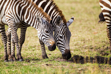 Fototapeta na wymiar Burchell's Zebra walking and fighting along a dust road in the Masai Mara, Kenya