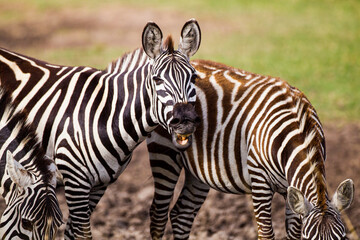 Burchell's Zebra walking and fighting along a dust road in the Masai Mara, Kenya