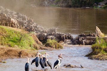 Blue Wildebeest crossing the Mara River during the annual migration in Kenya	