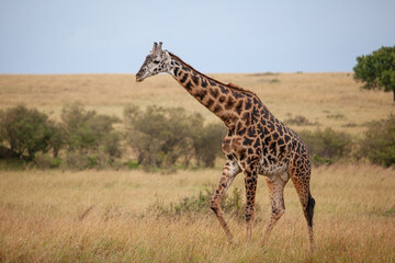 Masai Giraffe walking in the early morning in the Masai Mara, Kenya	